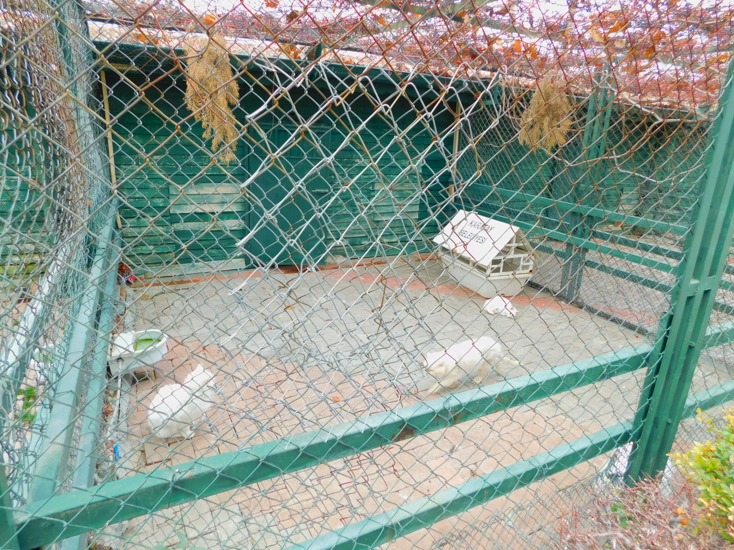 Domestic Cat Enclosure at the Karatay Zoo