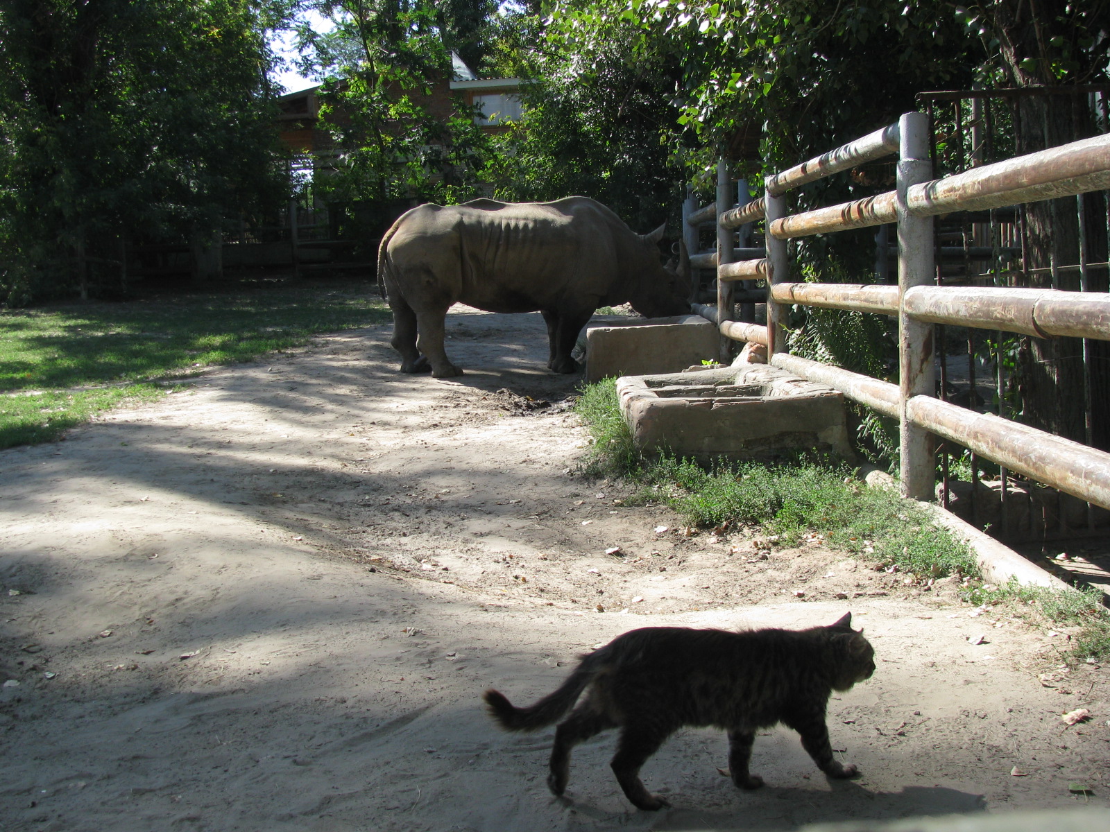 Domestic cat exhibit