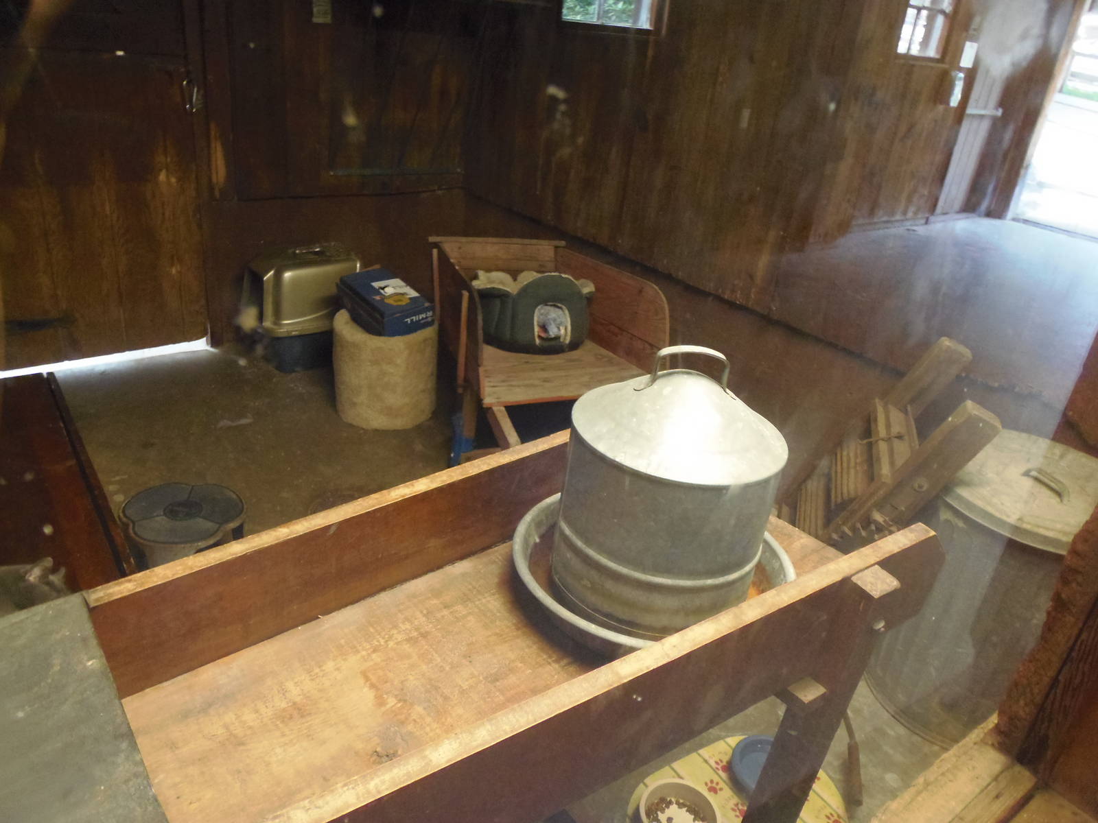 Domestic Cat Exhibit