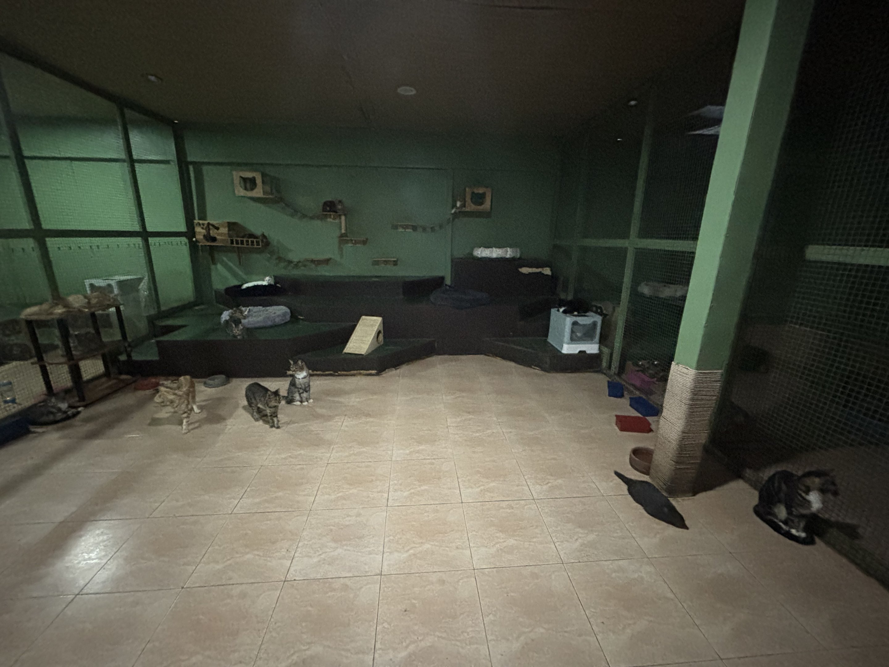 Domestic Cat Exhibit