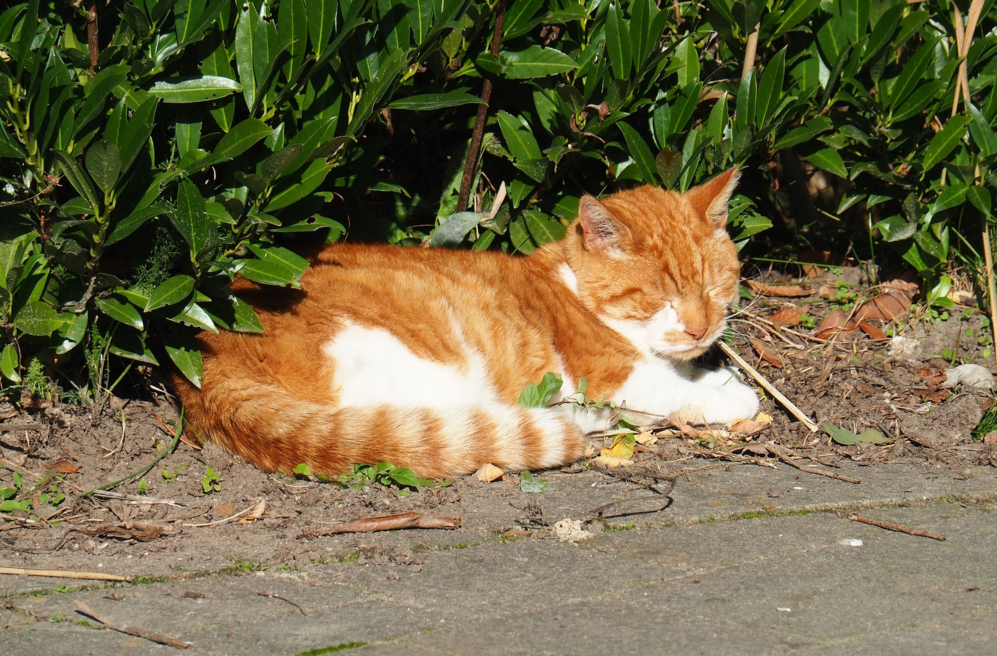 Domestic cat (Felis catus), 2022-10-09