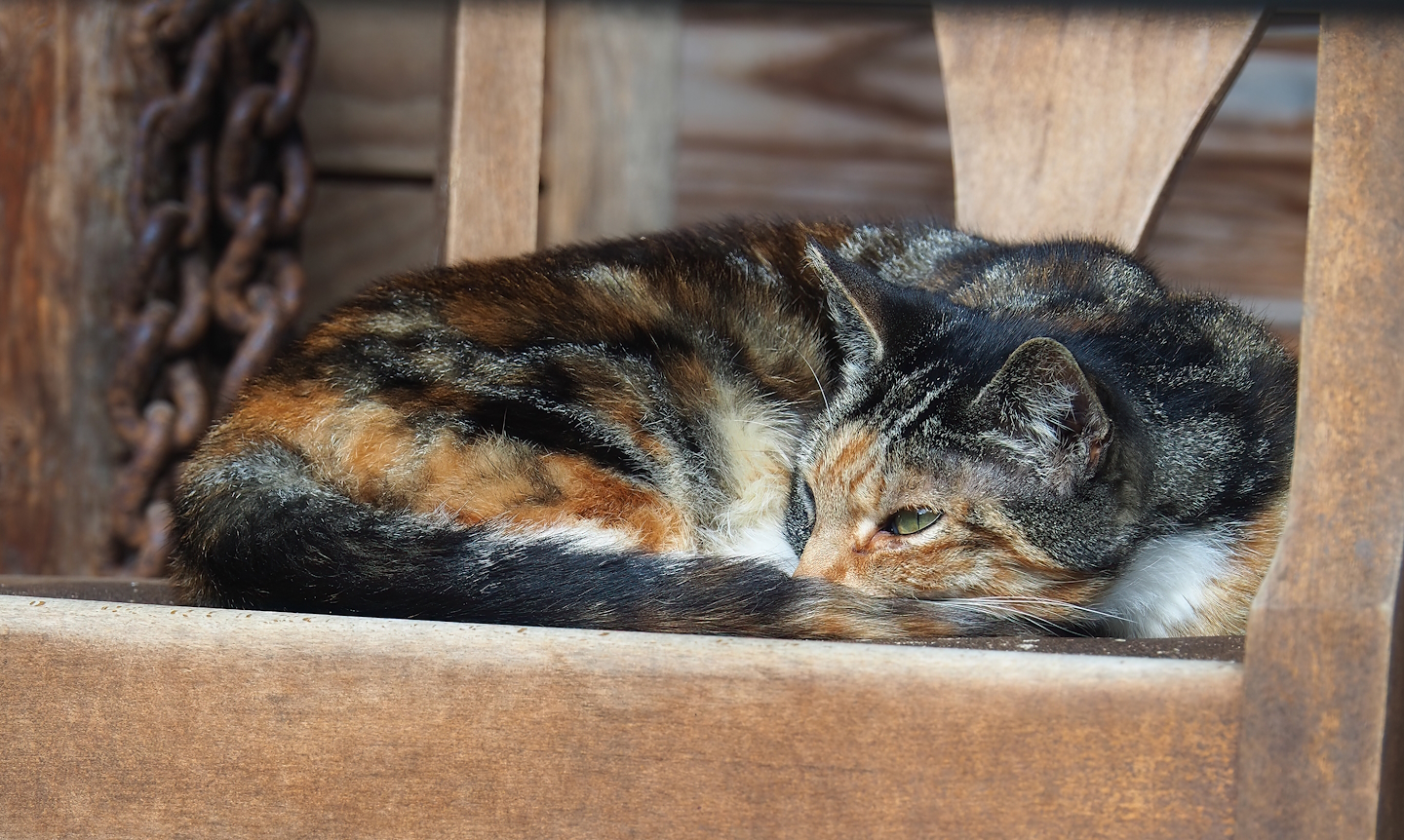 Domestic cat (Felis catus), 2023-08-17