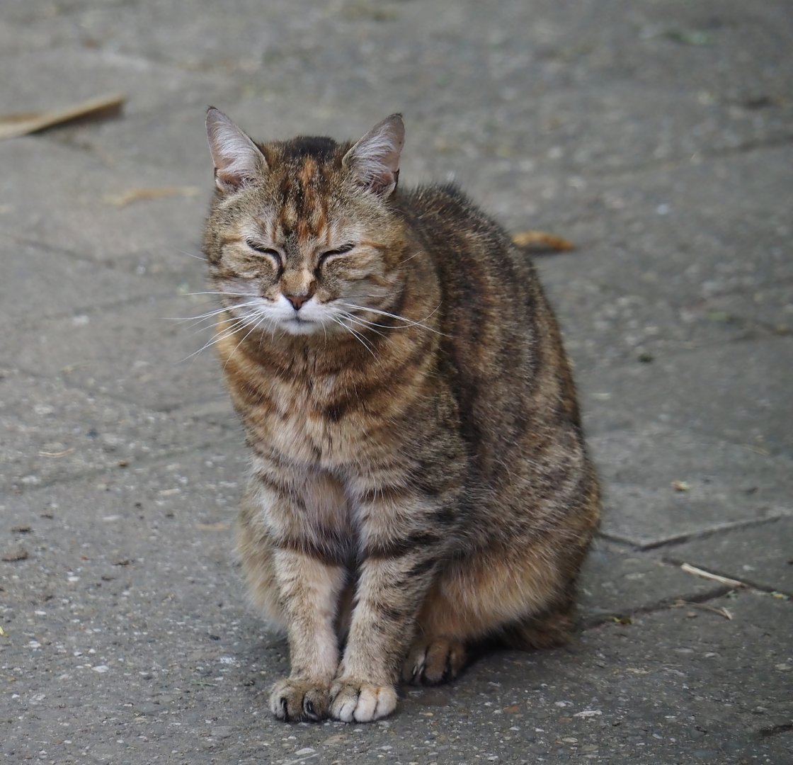 Domestic cat (Felis catus), 2024-06-08