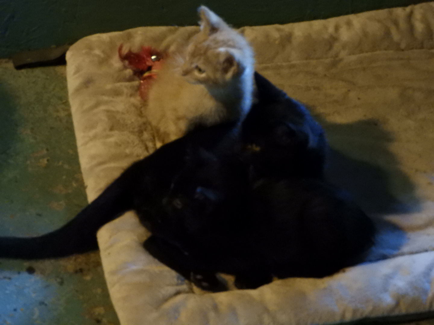 Domestic Cat (Felis catus) kittens