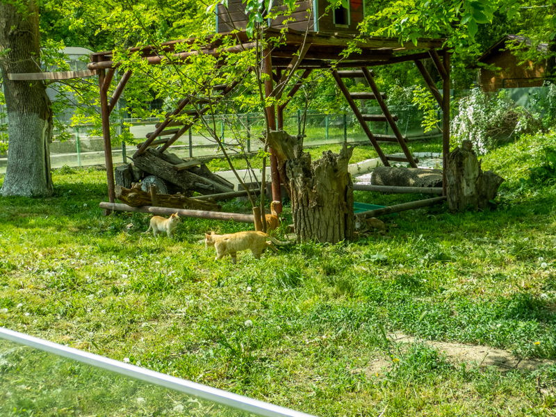 domestic cat (in the raccoon's enclosure)