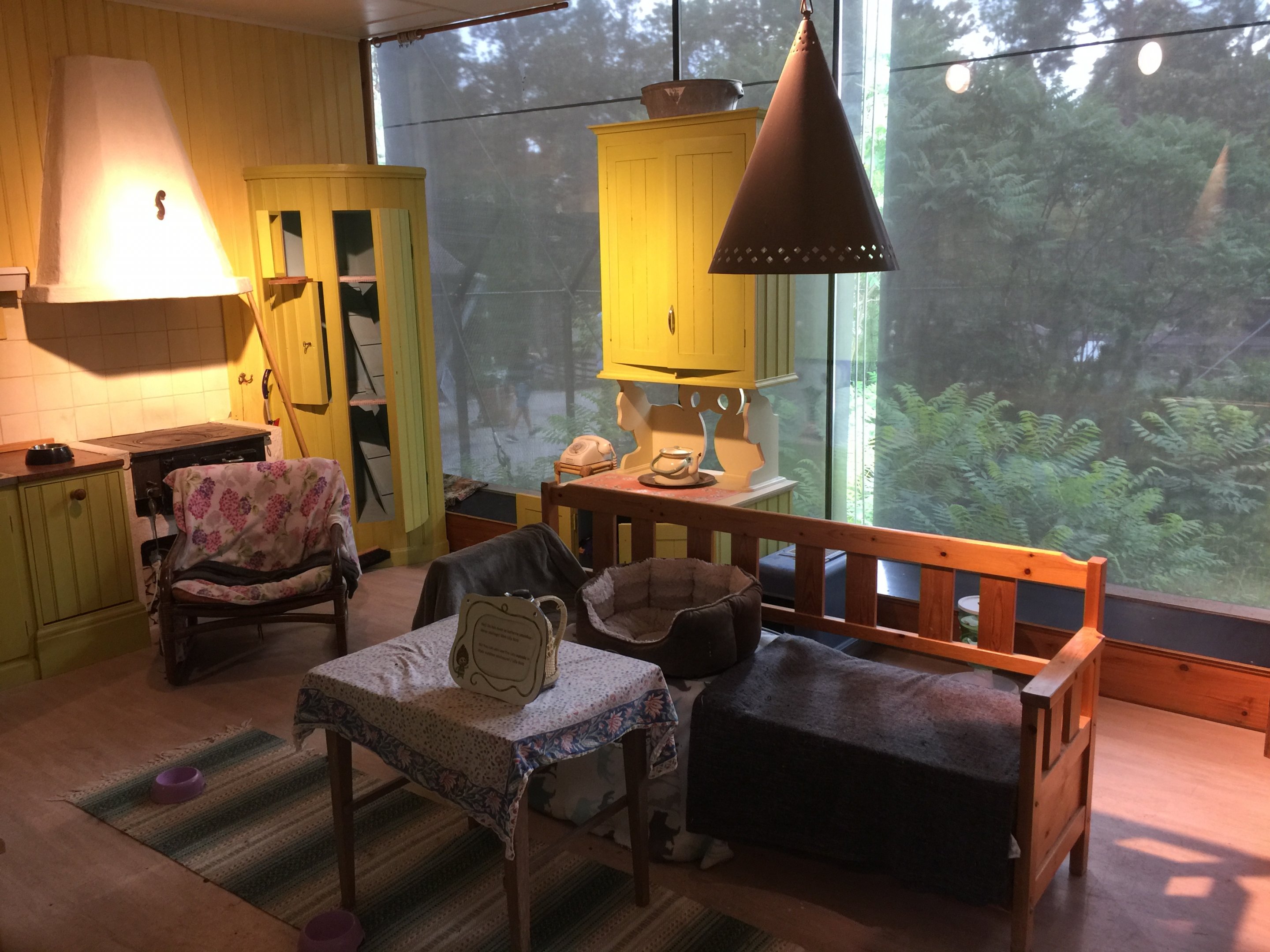 Domestic cat indoors