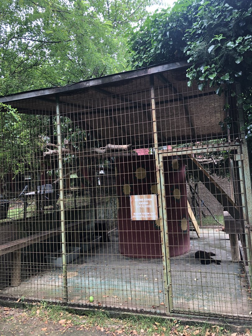 Domestic cat (Maine coon) cage