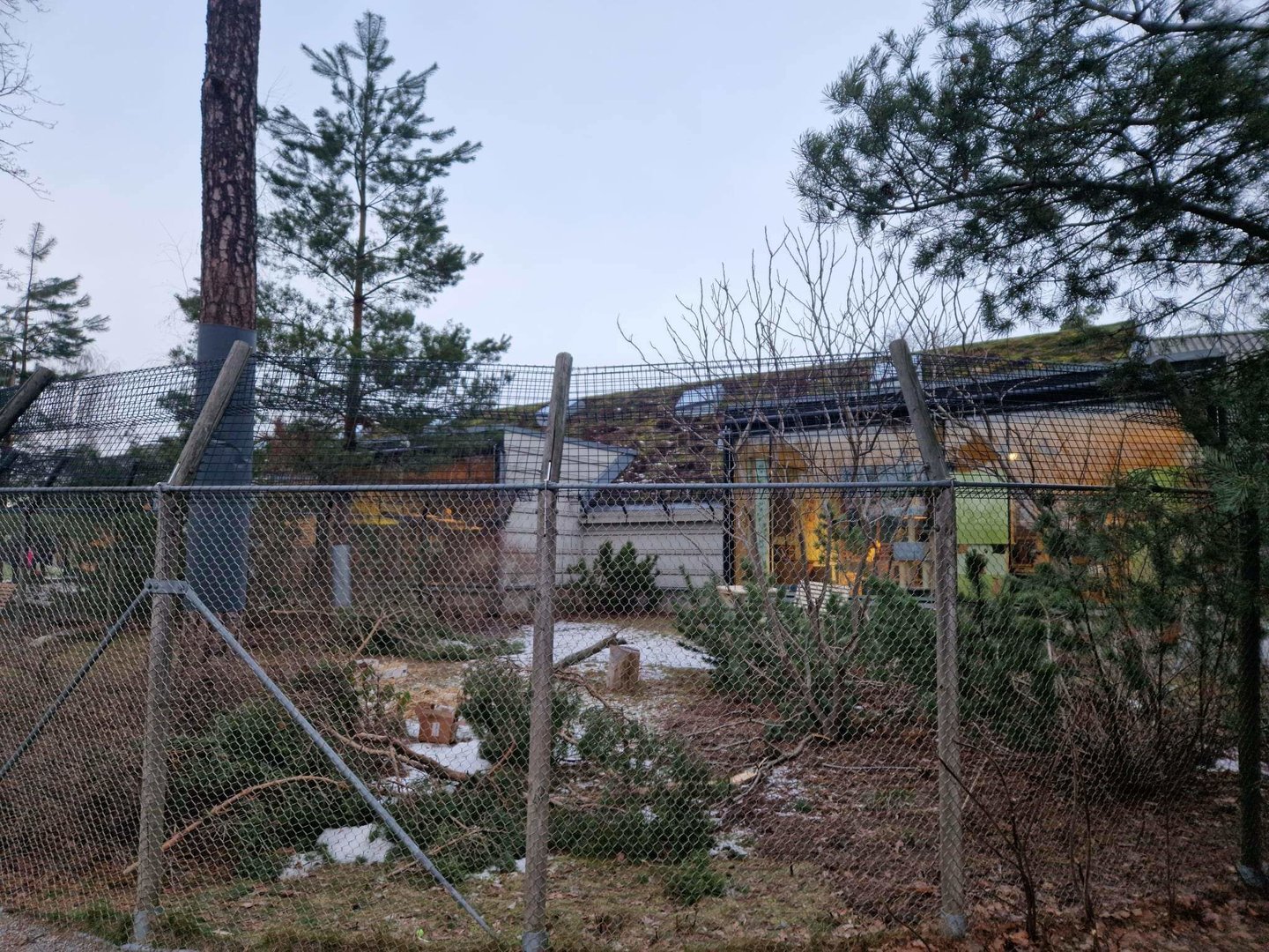 Domestic Cat outdoor exhibit