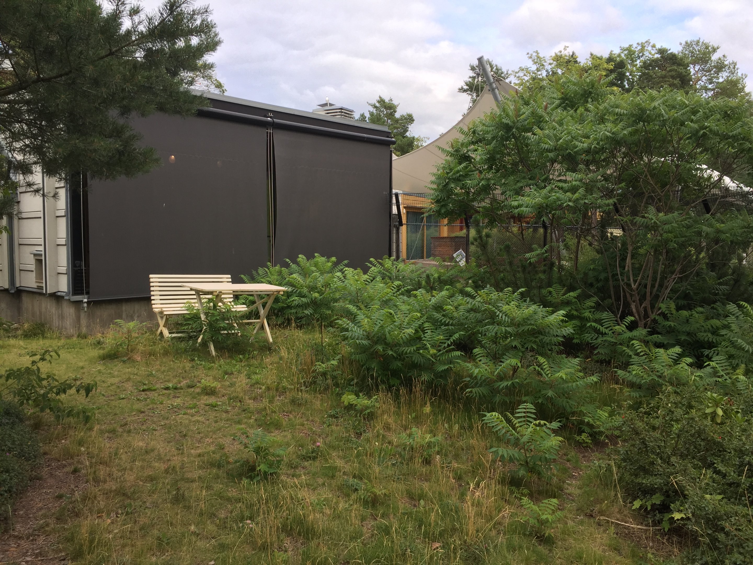 Domestic cat outdoors