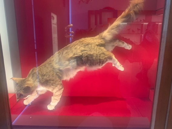 Domestic cat (taxidermised, was feral in Royal National Park)