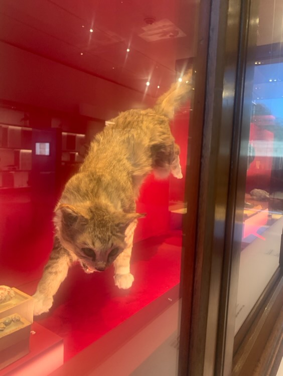 Domestic cat (taxidermised, was feral in Royal National Park)