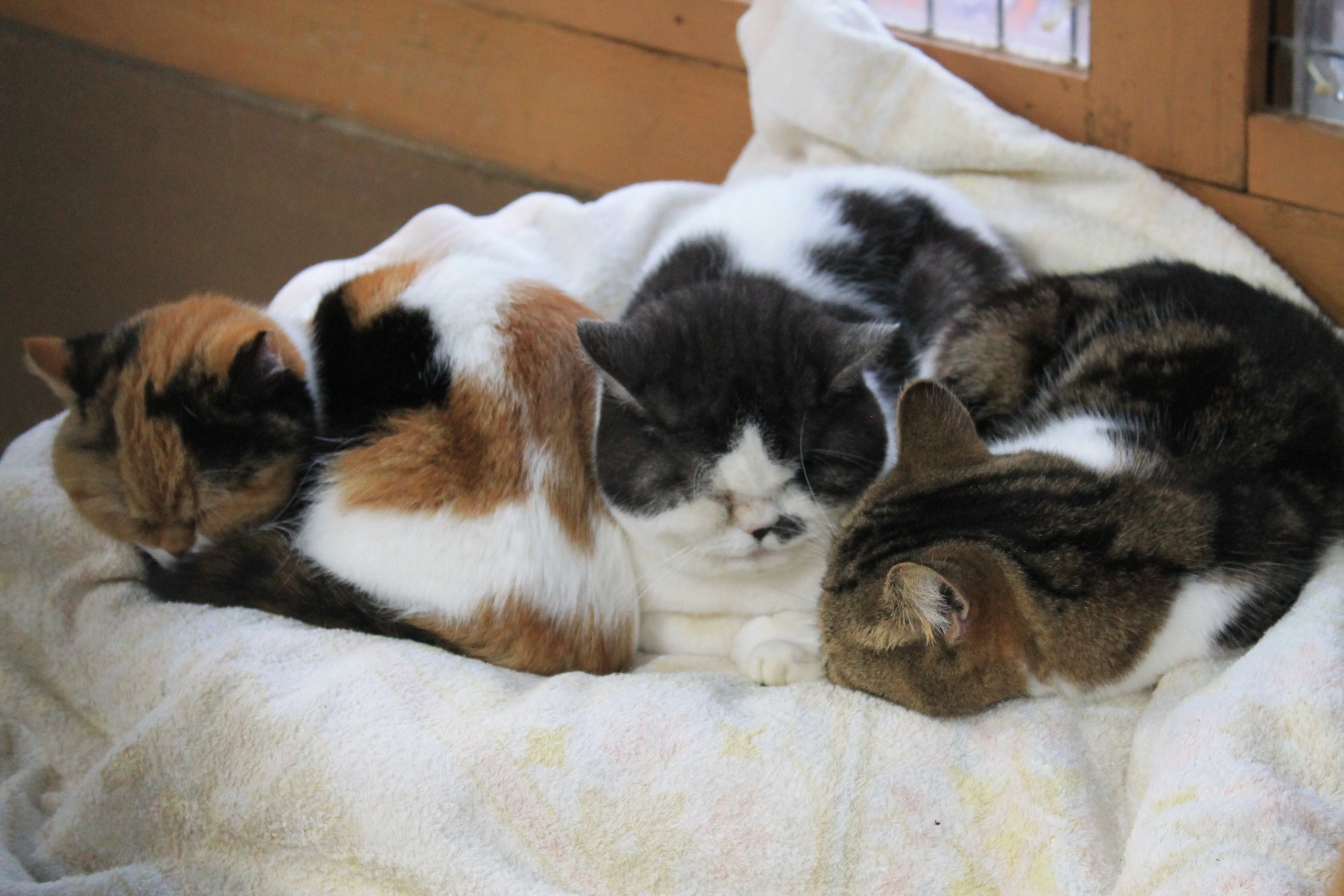 Domestic cats, Contact Animals area