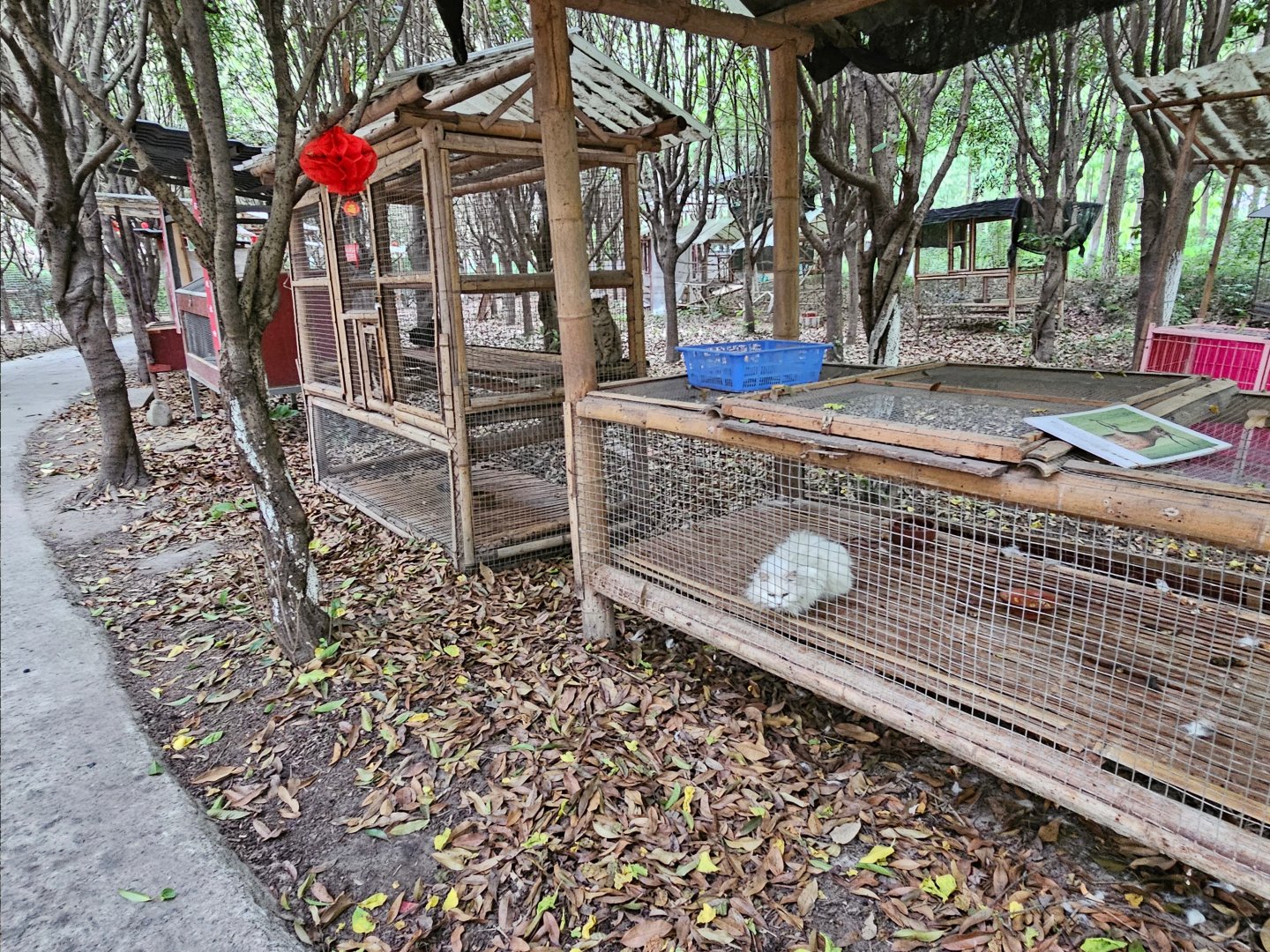 Domestic cats, Zanhuayuan Zoo / Guoxue Boutique Zoo, Shifang