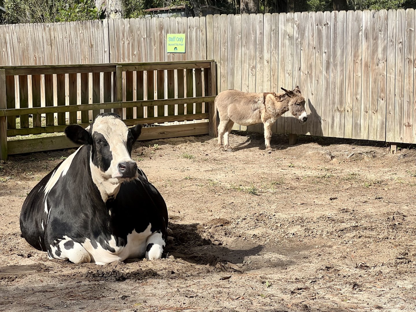 Domestic Cattle and Domestic Ass