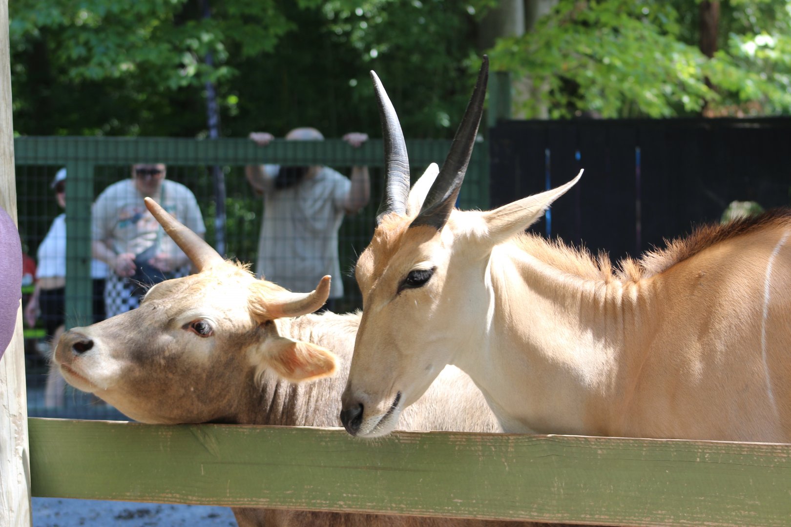 Domestic Cattle and… kudu?