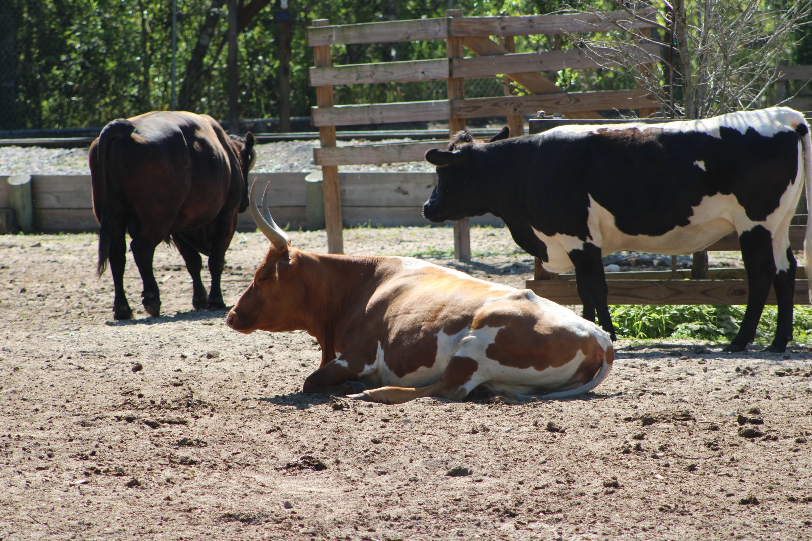Domestic Cattle (Bos taurus)
