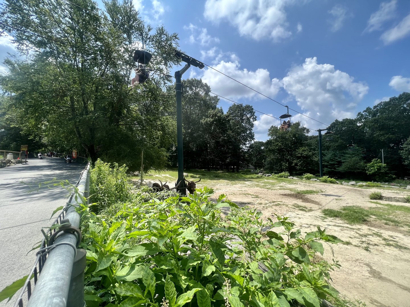 Domestic Cattle Exhibit and Sky-chair