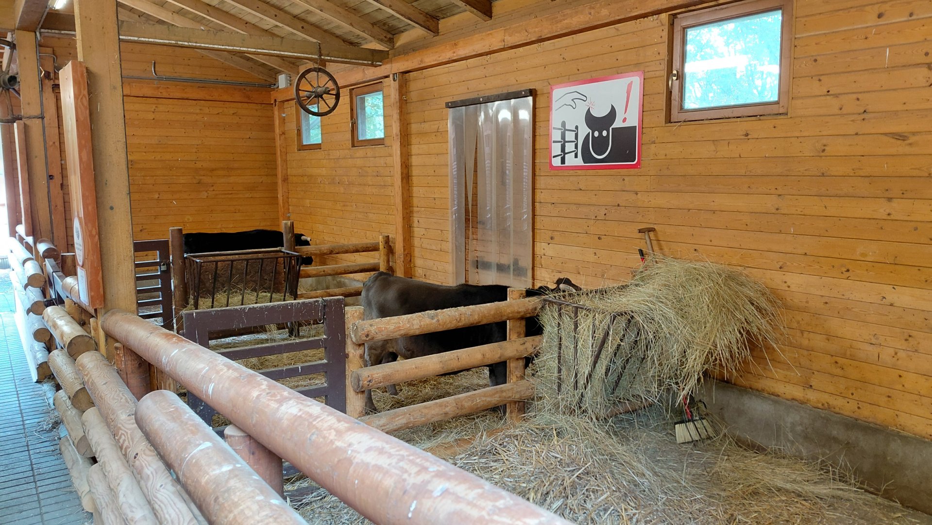 Domestic cattle indoor exhibit