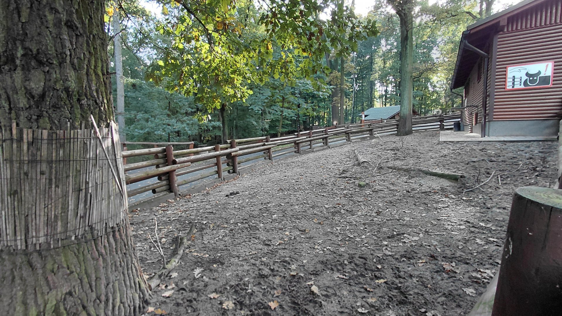 Domestic cattle outdoor exhibit