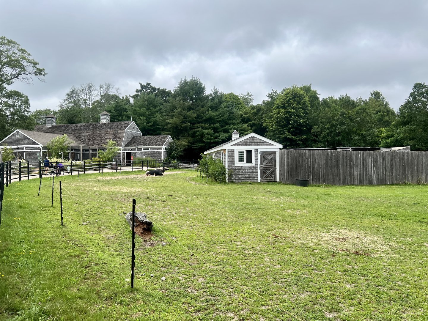 Domestic Cattle Pasture