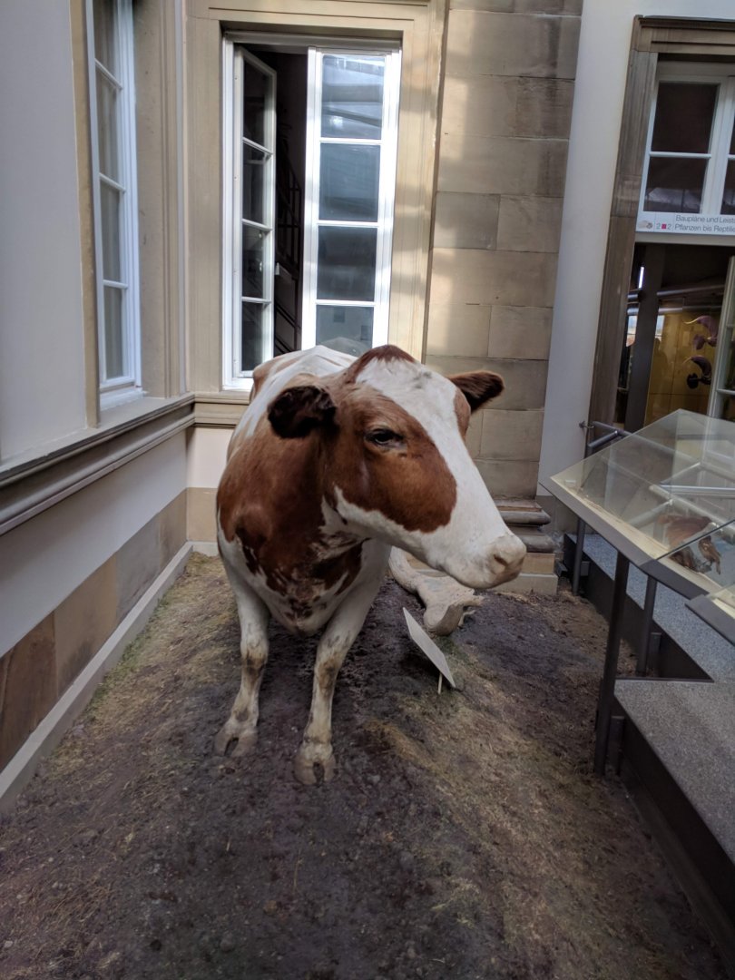 Domestic cattle Stuttgart Natural History Museum 2019