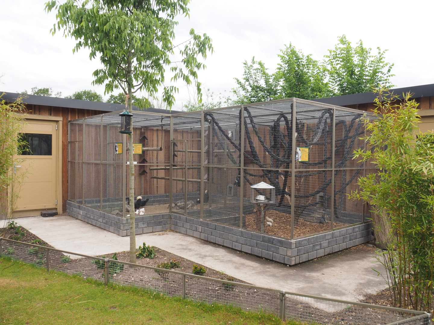 Domestic chicken and domestic pigeon and Pied Japanese squirrel aviaries, 2022-05-17