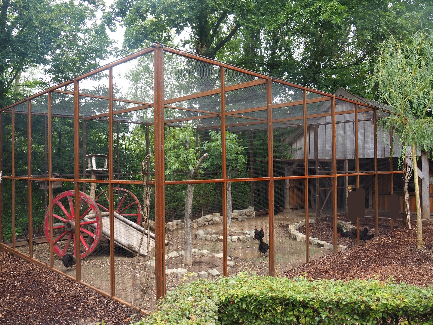 Domestic chicken and domestic pigeon aviary, 2022-08-20