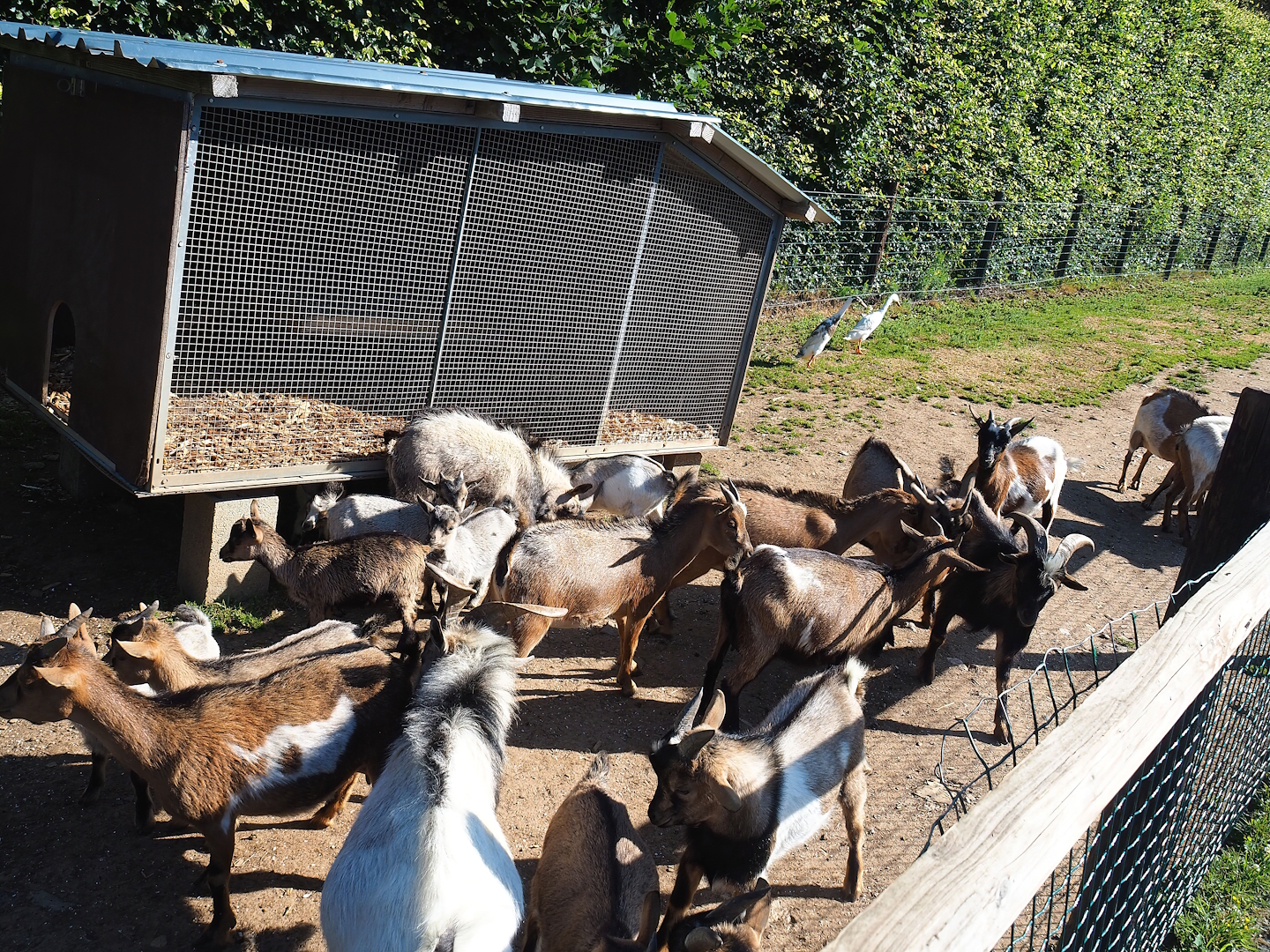 Domestic chicken and Indian runner duck coop (and a lot of domestic goats), 2023-06-24