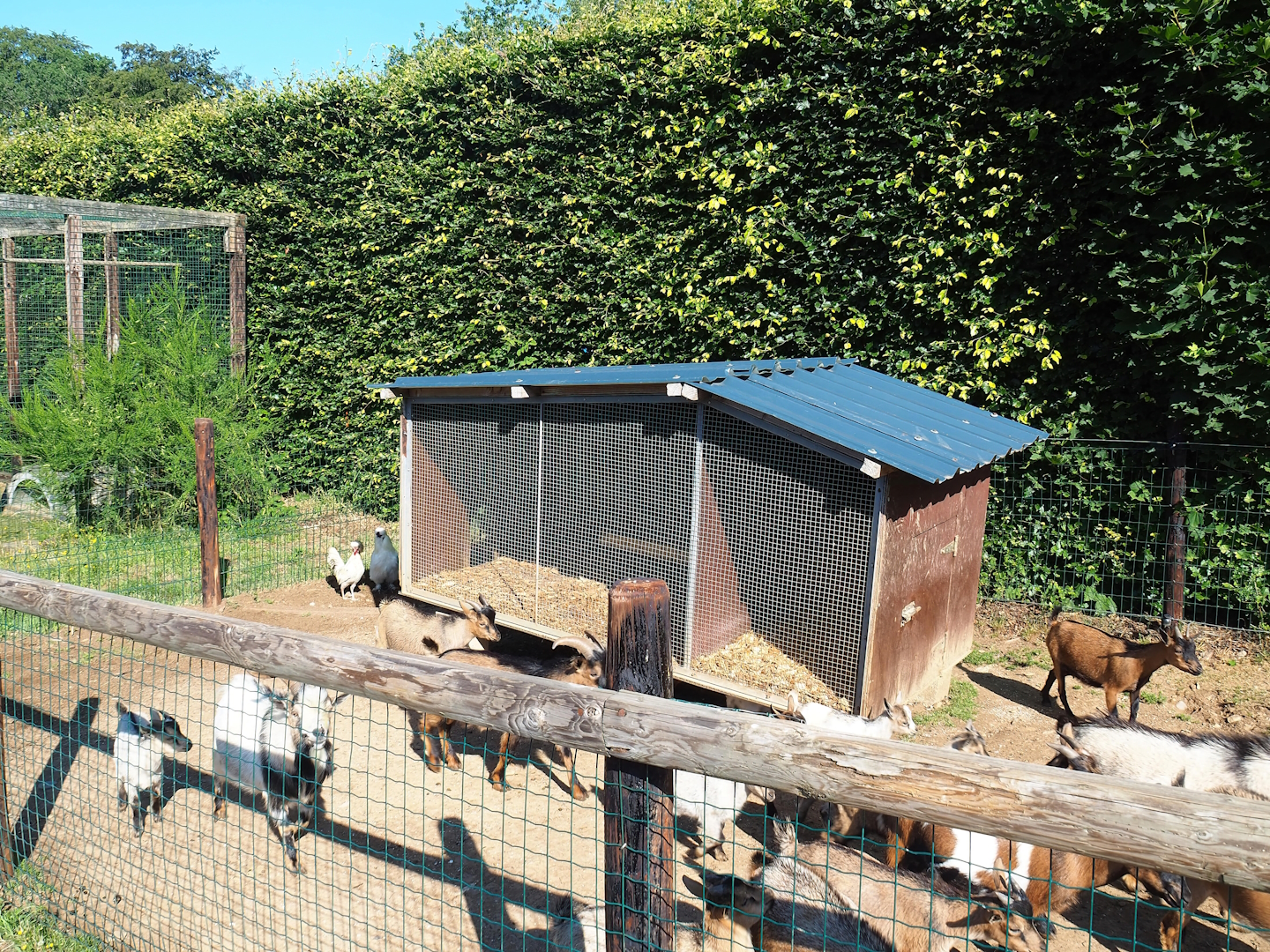 Domestic chicken and Indian runner duck coop (and a lot of domestic goats), 2023-06-24