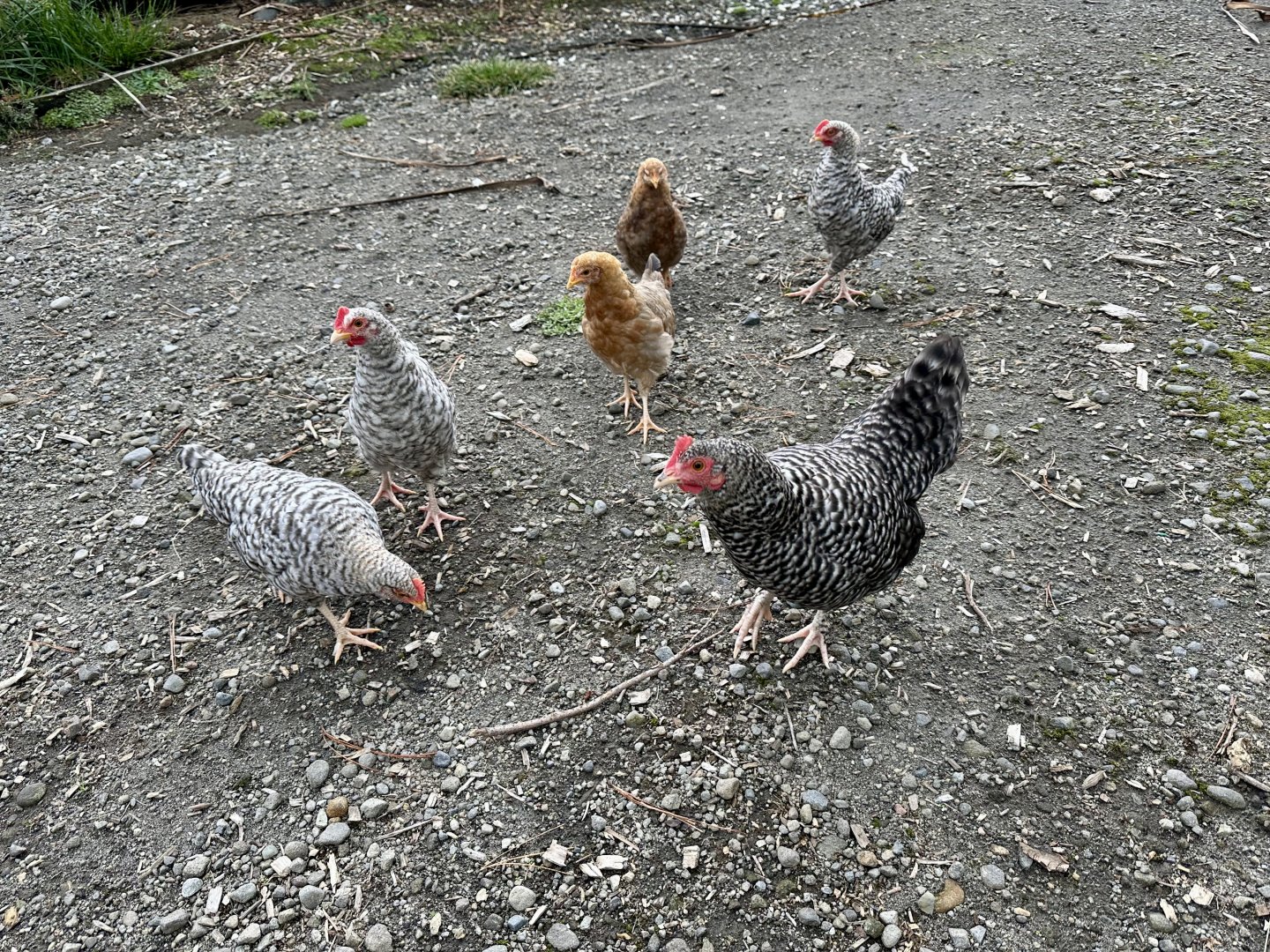 Domestic Chicken and Young