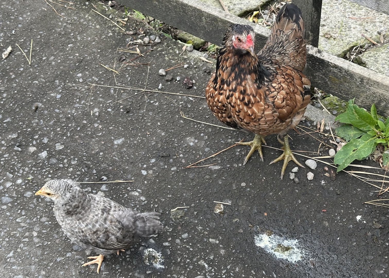 Domestic Chicken and Young