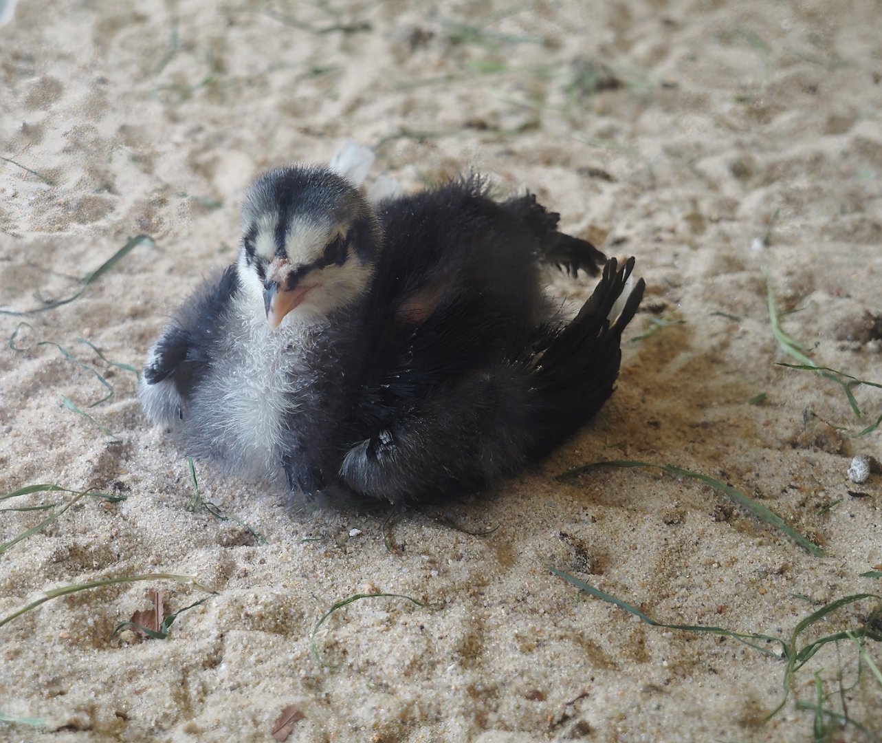 Domestic chicken chick (Gallus domesticus), 2024-05-21