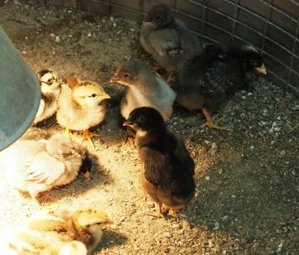 Domestic chicken chicks (Gallus gallus domesticus), 2019-05-25