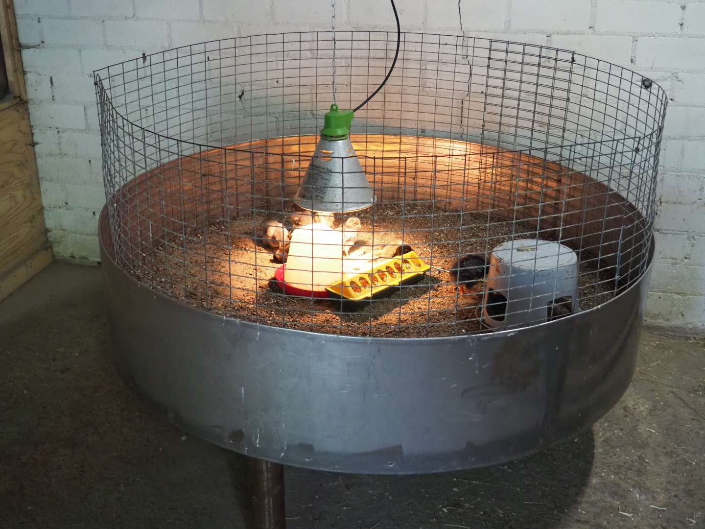 Domestic chicken chicks raising cage, 2019-05-25