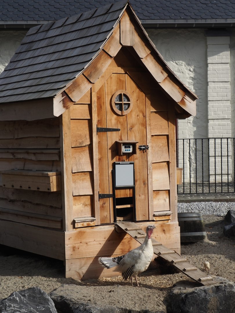 Domestic chicken coop, 2024-09-17