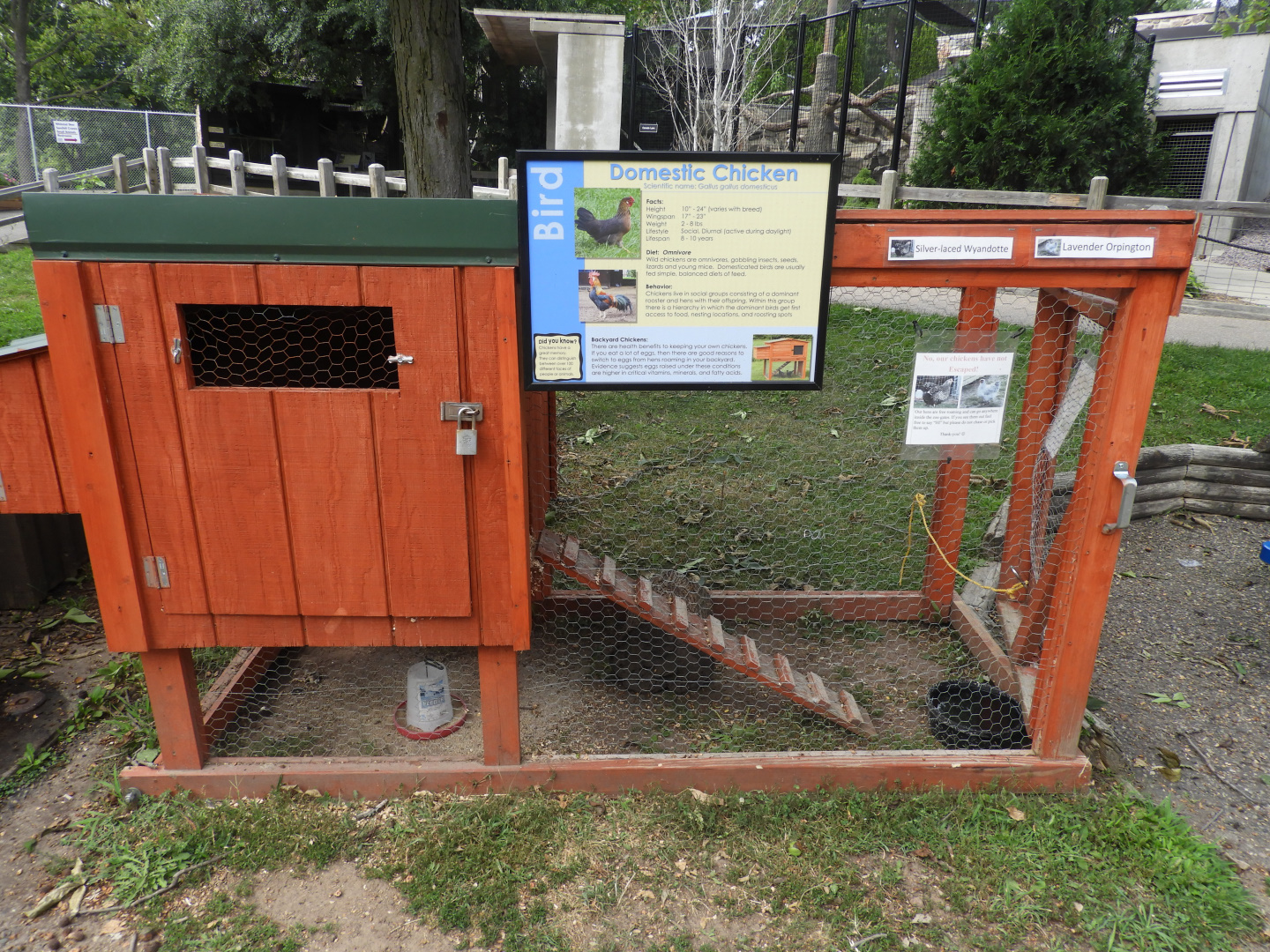 Domestic Chicken coop - Ochsner Park Zoo