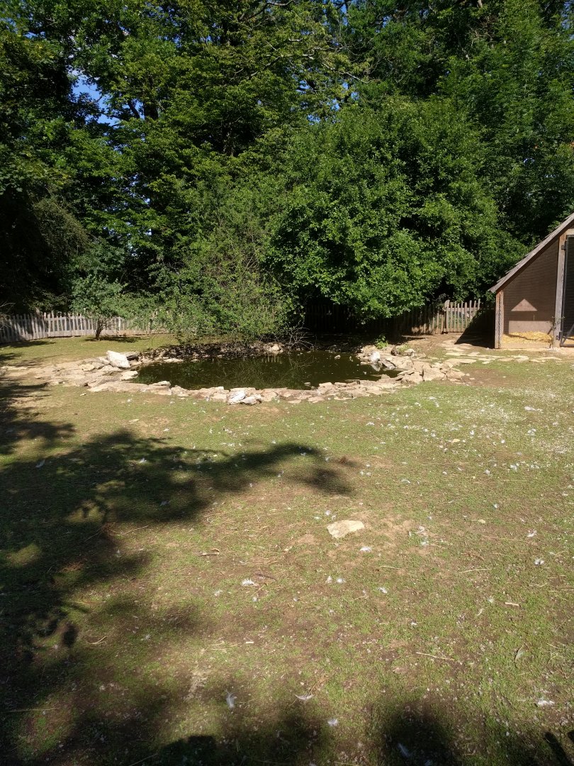 Domestic Chicken, Domestic duck and Domestic Bunny Enclosure
