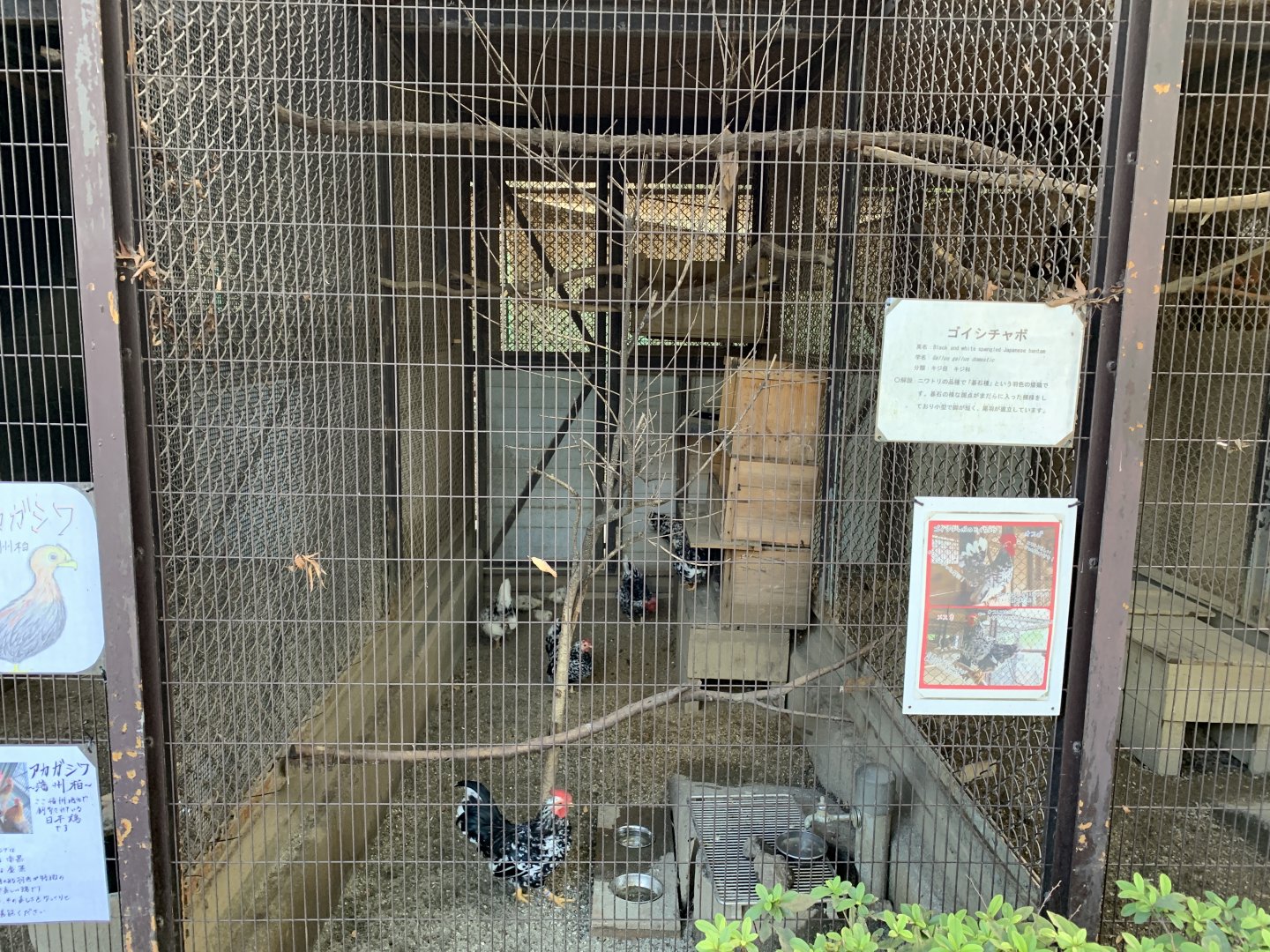Domestic Chicken Enclosure (Himeji City Zoo)
