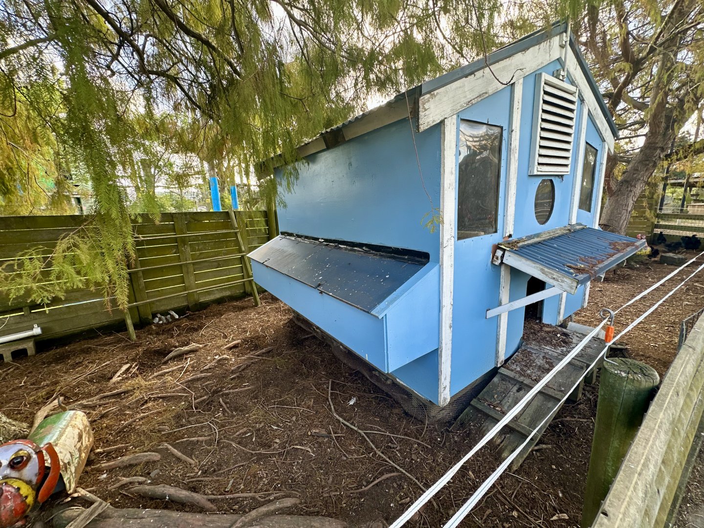 Domestic Chicken Exhibit (Large)