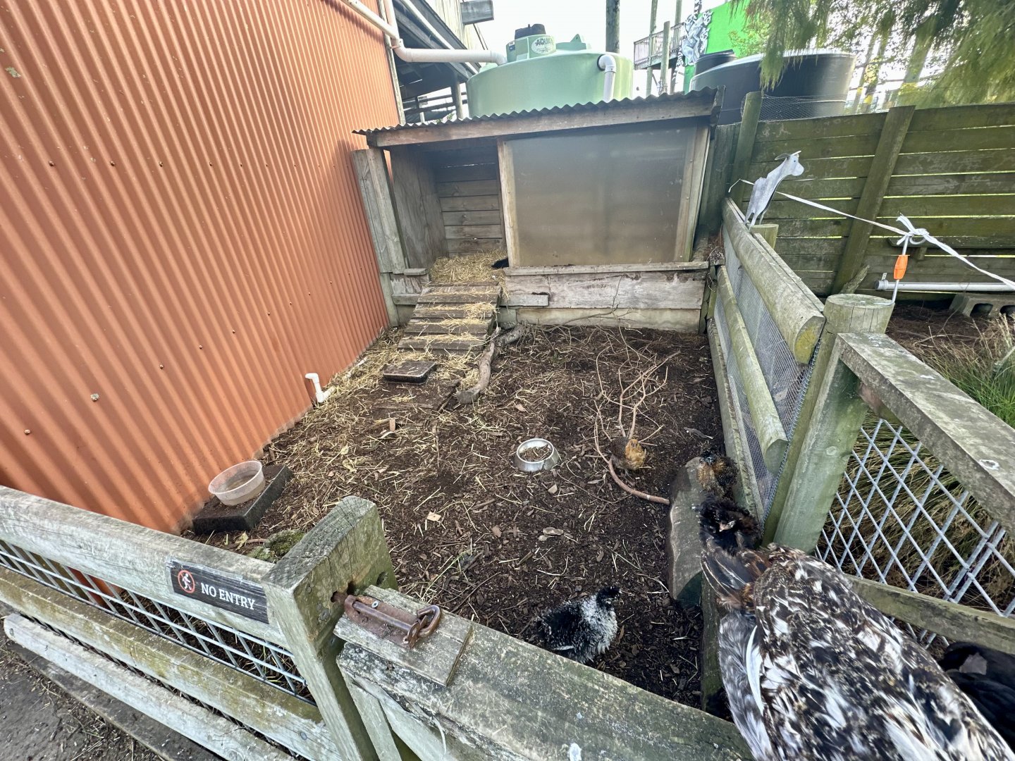 Domestic Chicken Exhibit (Small)