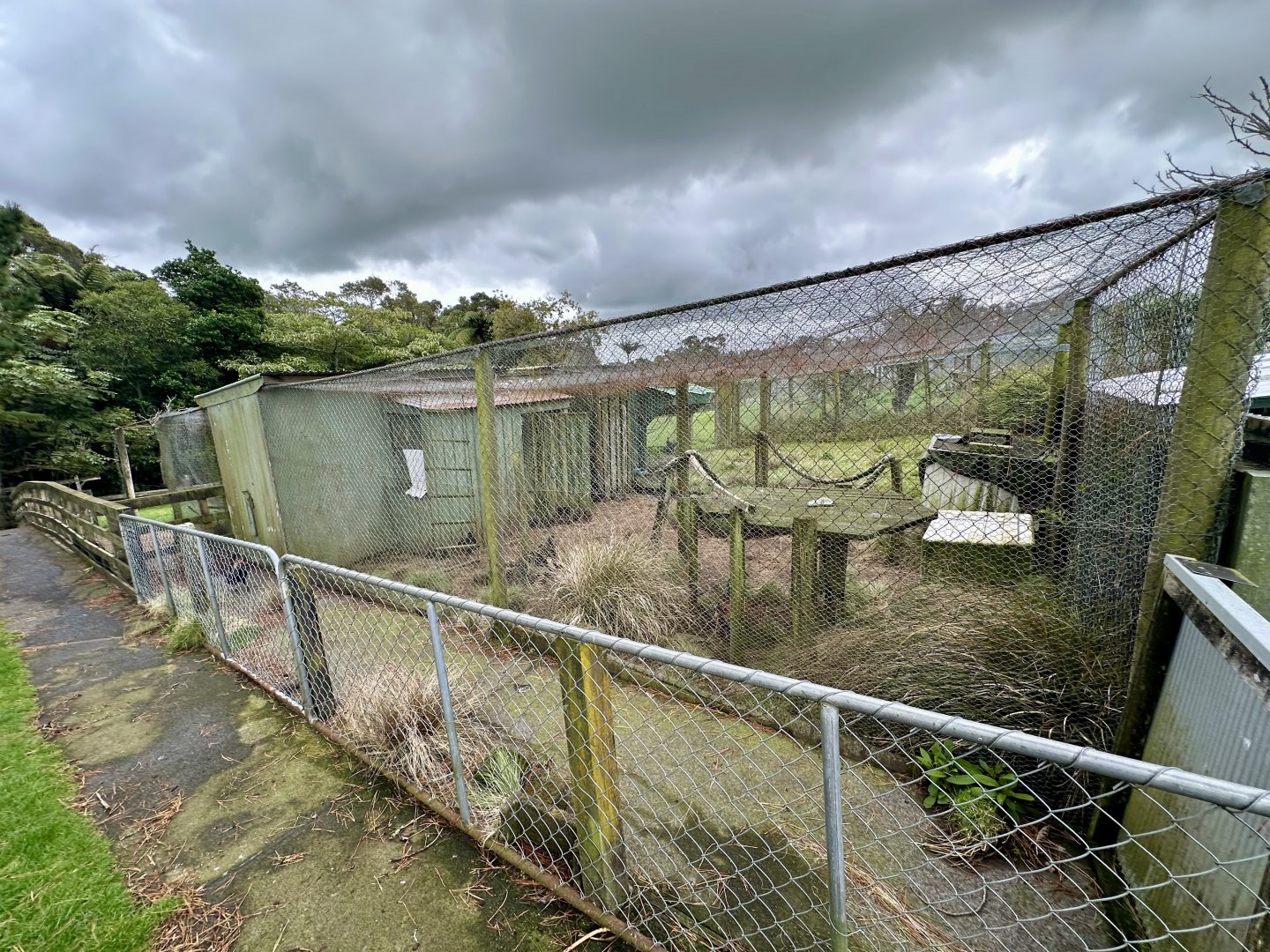 Domestic Chicken Exhibit