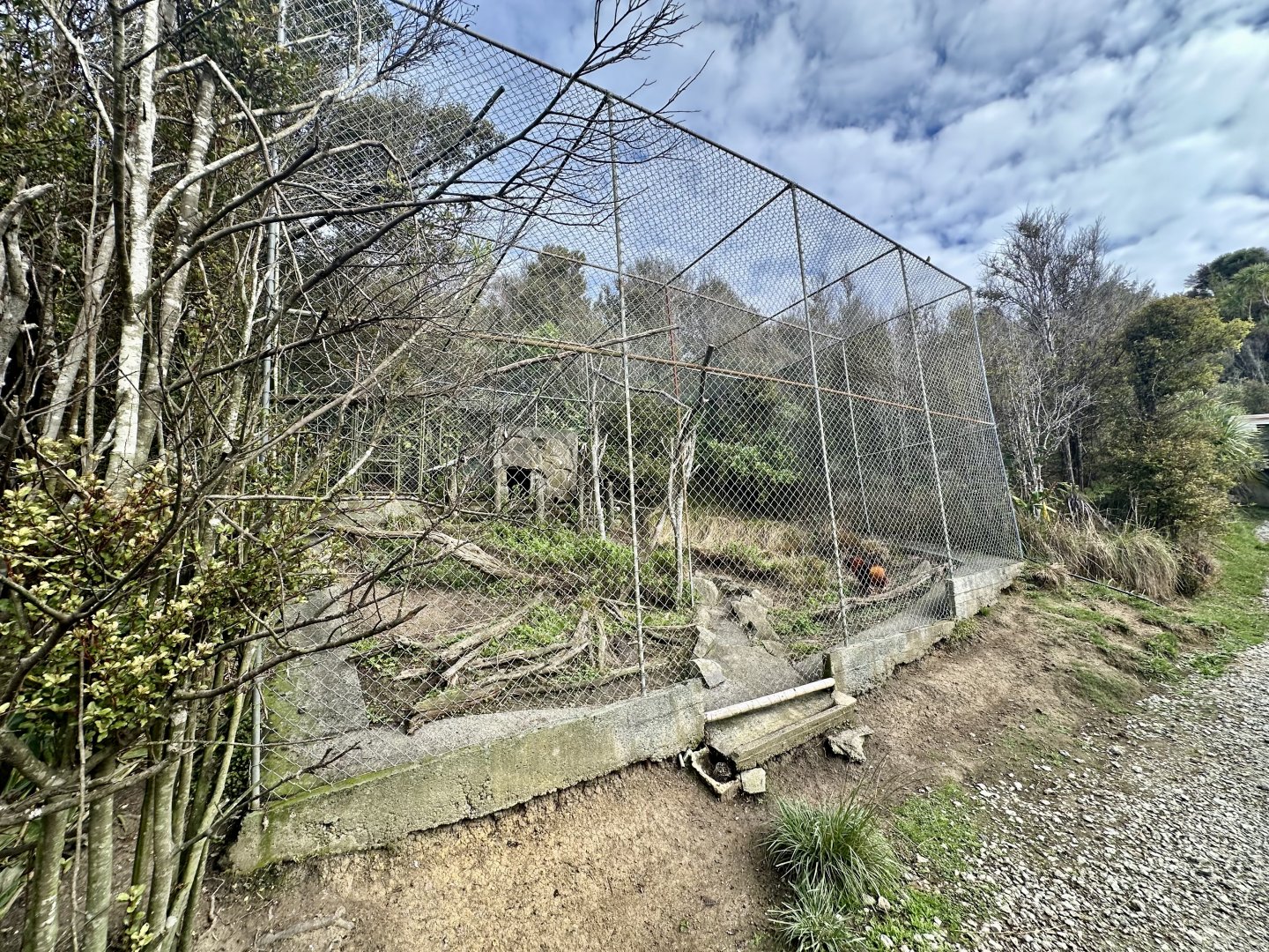 Domestic Chicken Exhibit