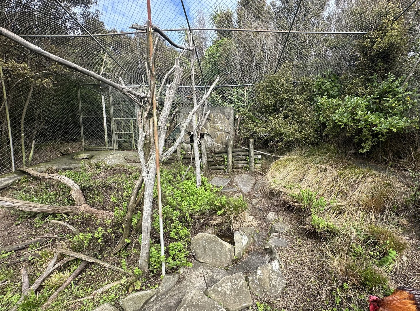 Domestic Chicken Exhibit