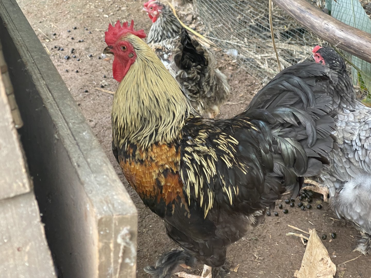 domestic chicken (gallus gallus domesticus) - aviary park