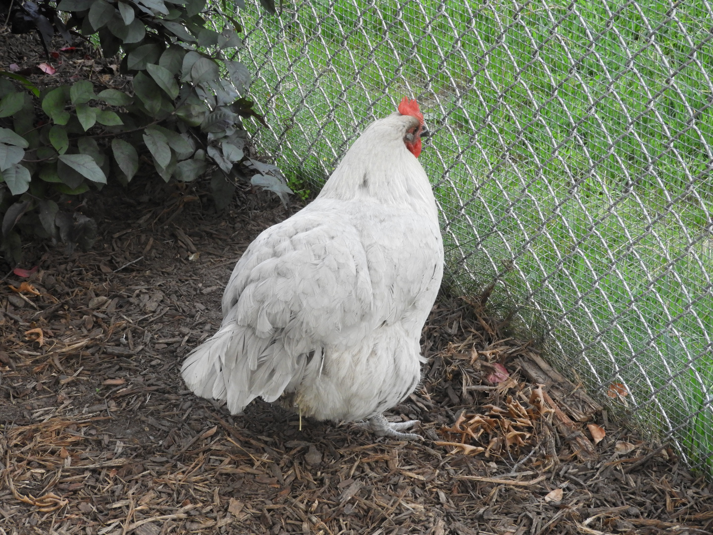 Domestic Chicken (Gallus gallus domesticus)