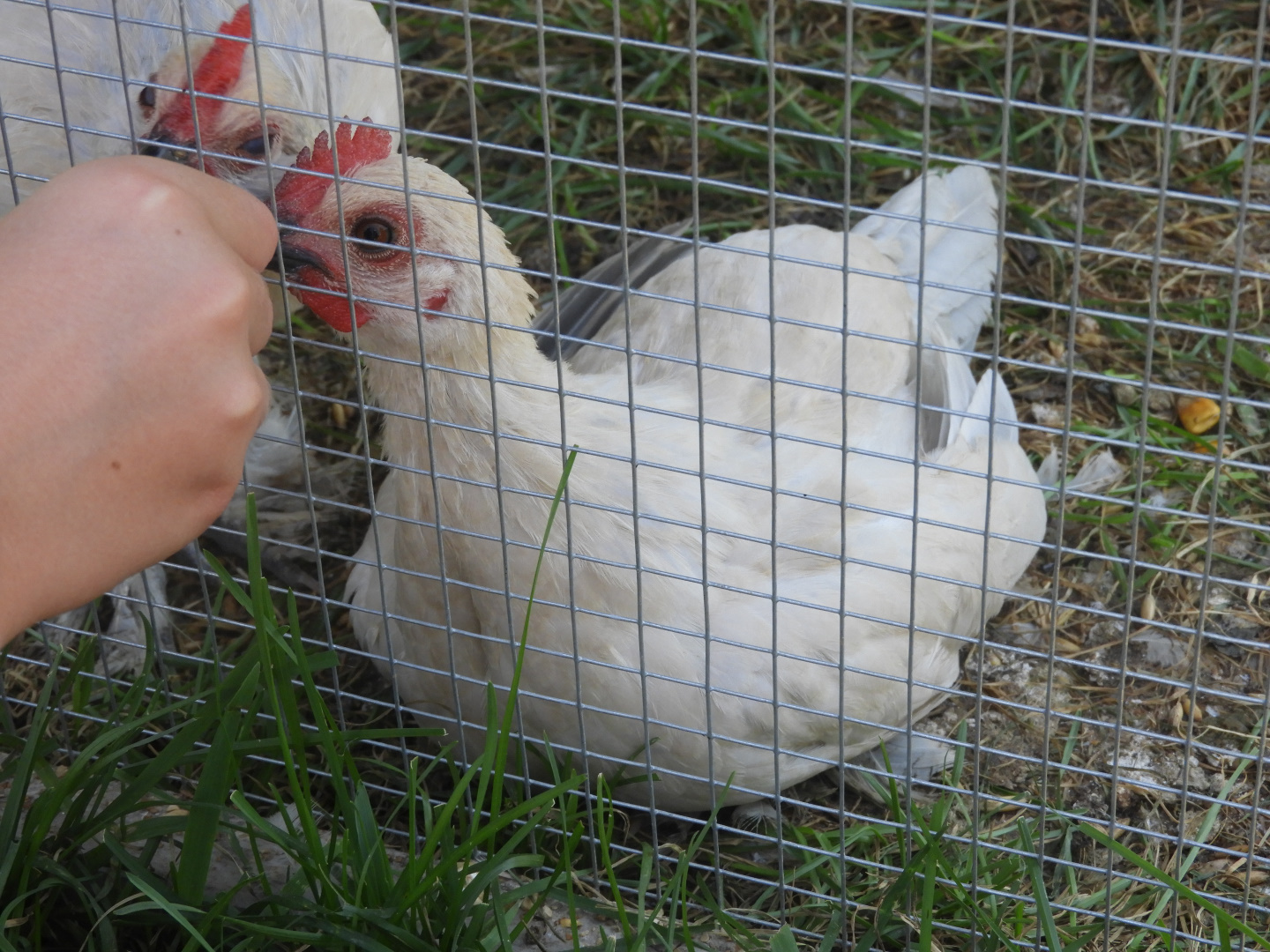 Domestic Chicken (Gallus gallus domesticus)