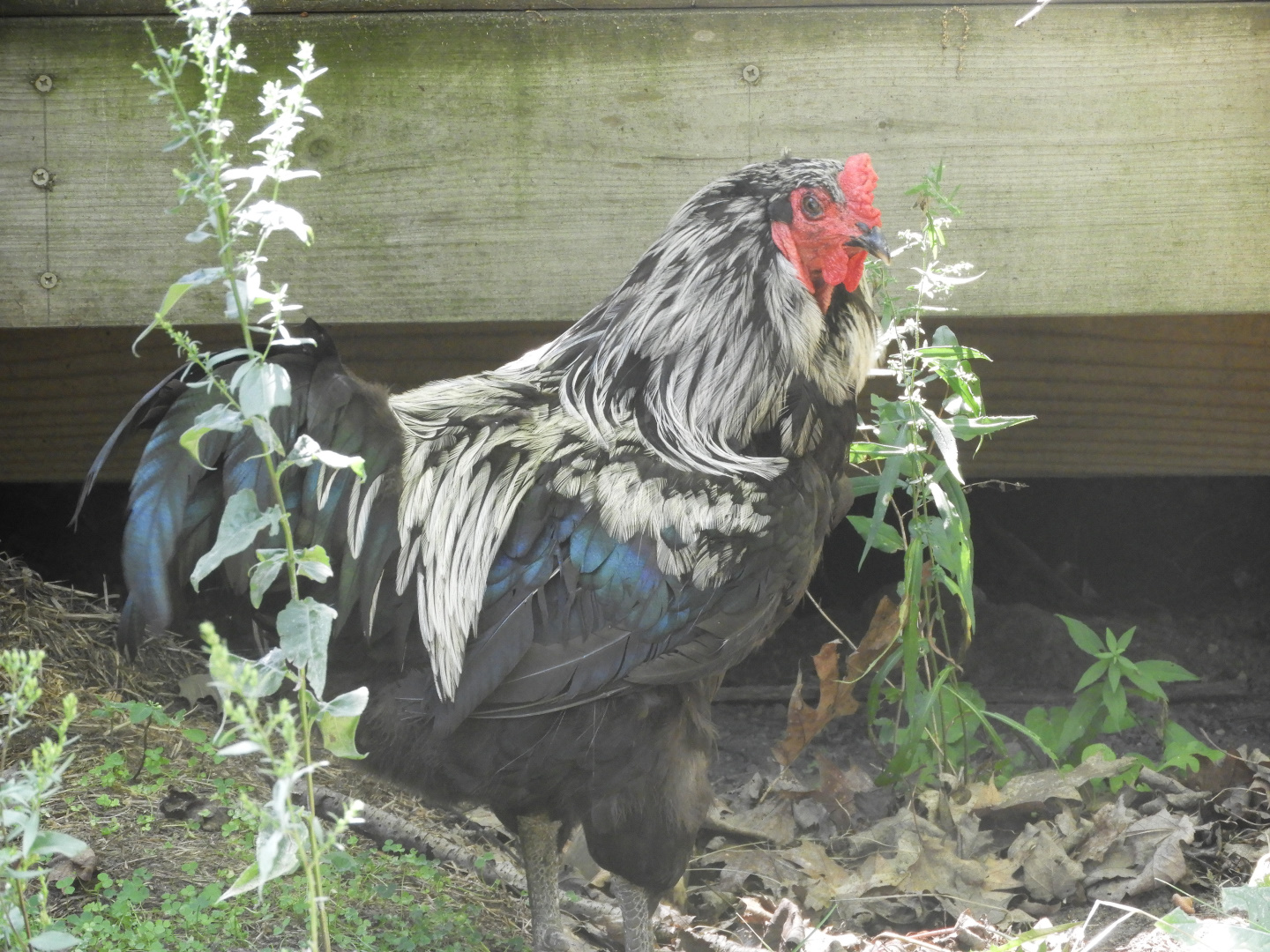 Domestic Chicken (Gallus gallus domesticus)