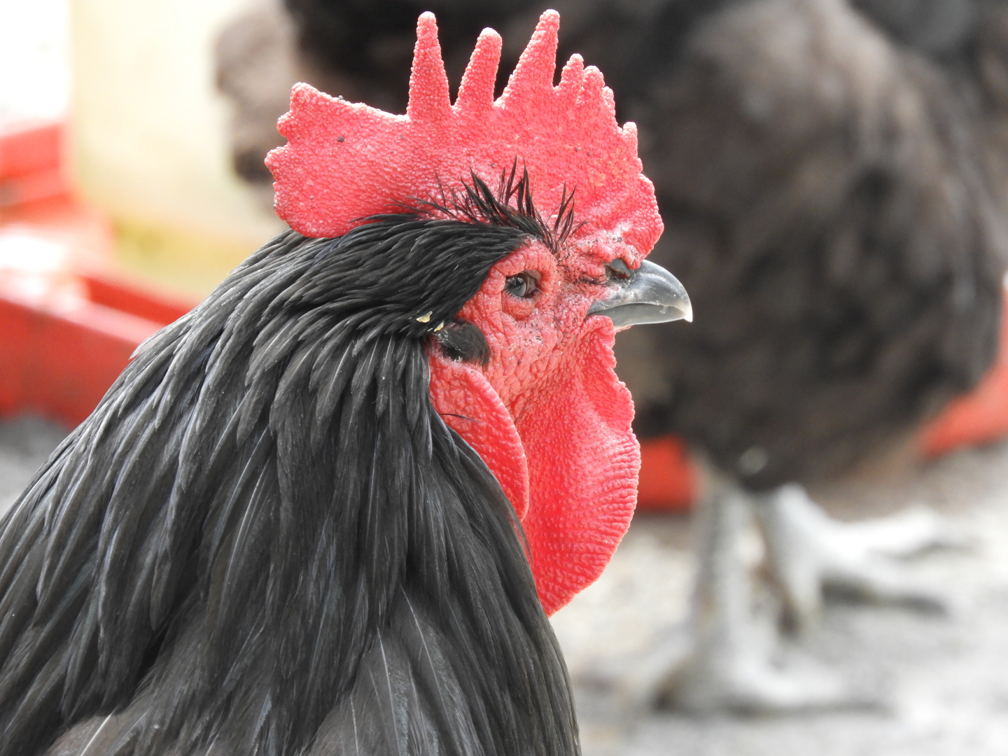 Domestic Chicken (Gallus gallus domesticus)