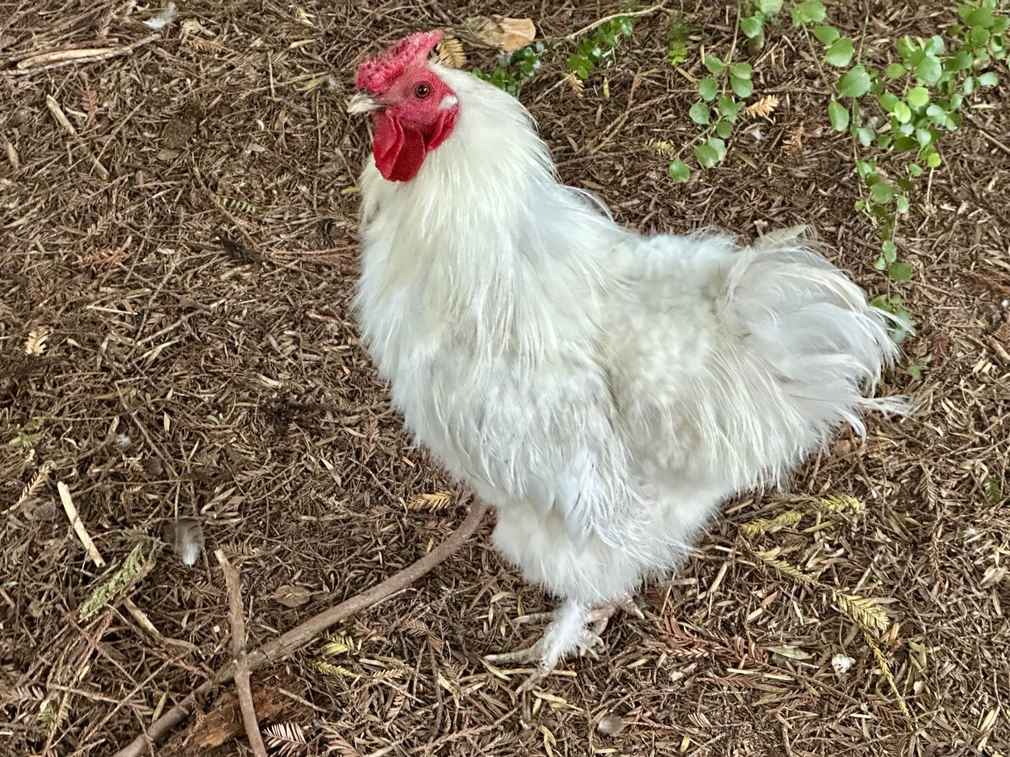 Domestic chicken (Gallus gallus domesticus)
