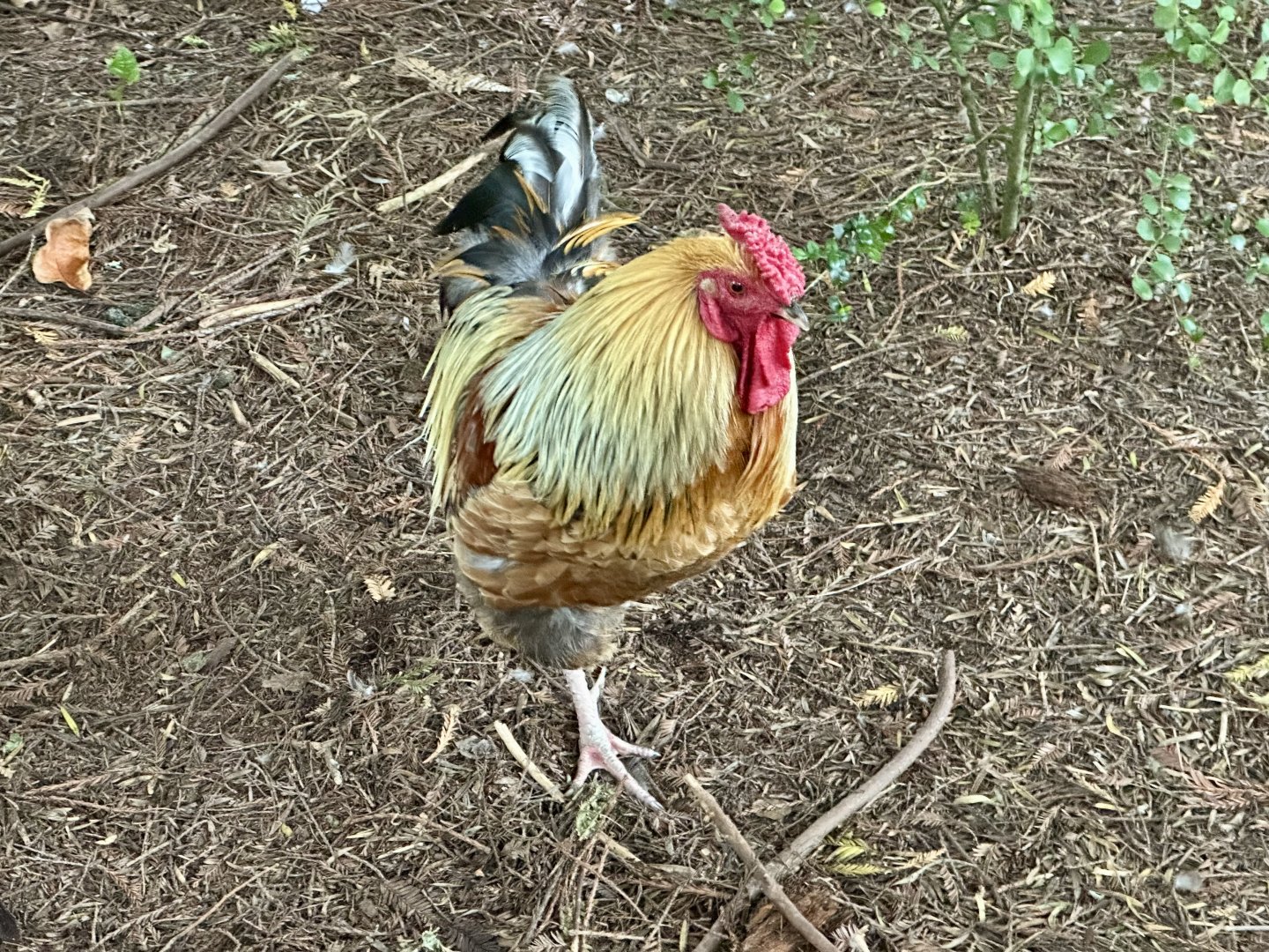 Domestic chicken (Gallus gallus domesticus)